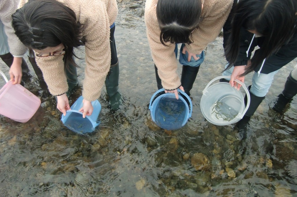 ６年生による鮭の稚魚放流 小