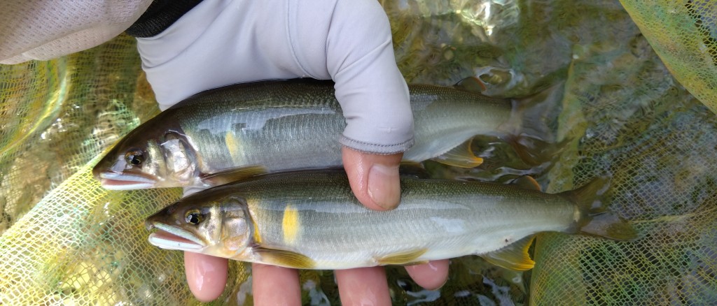 DSC_0001_BURST20240702102101885_COVER